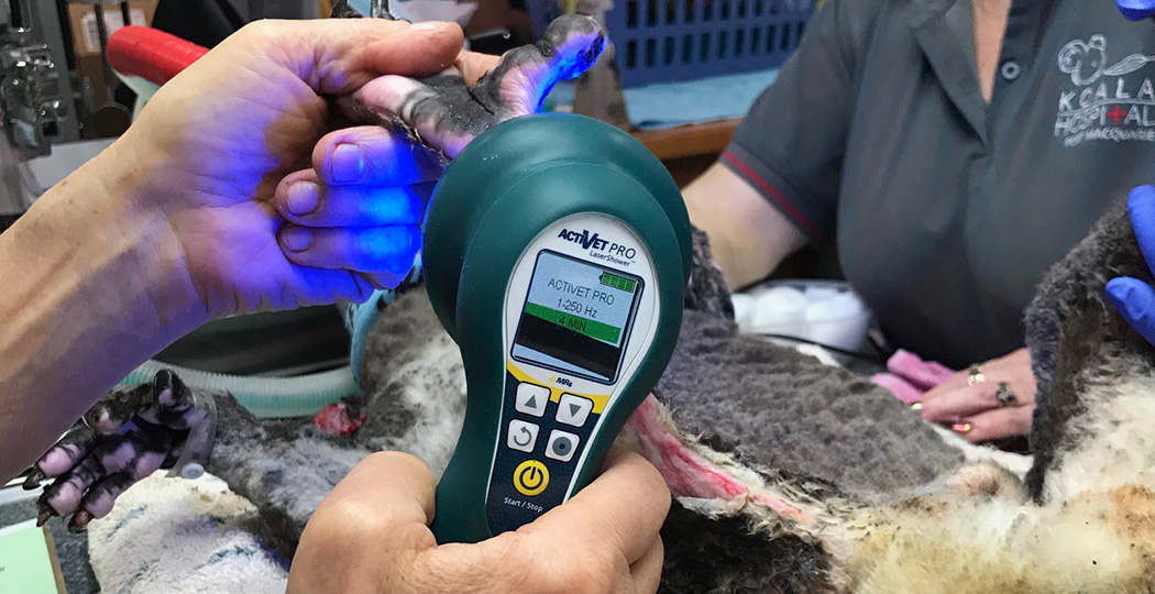 REM SYSTEMS Vet Team Help Koalas Affected By Bushfires
