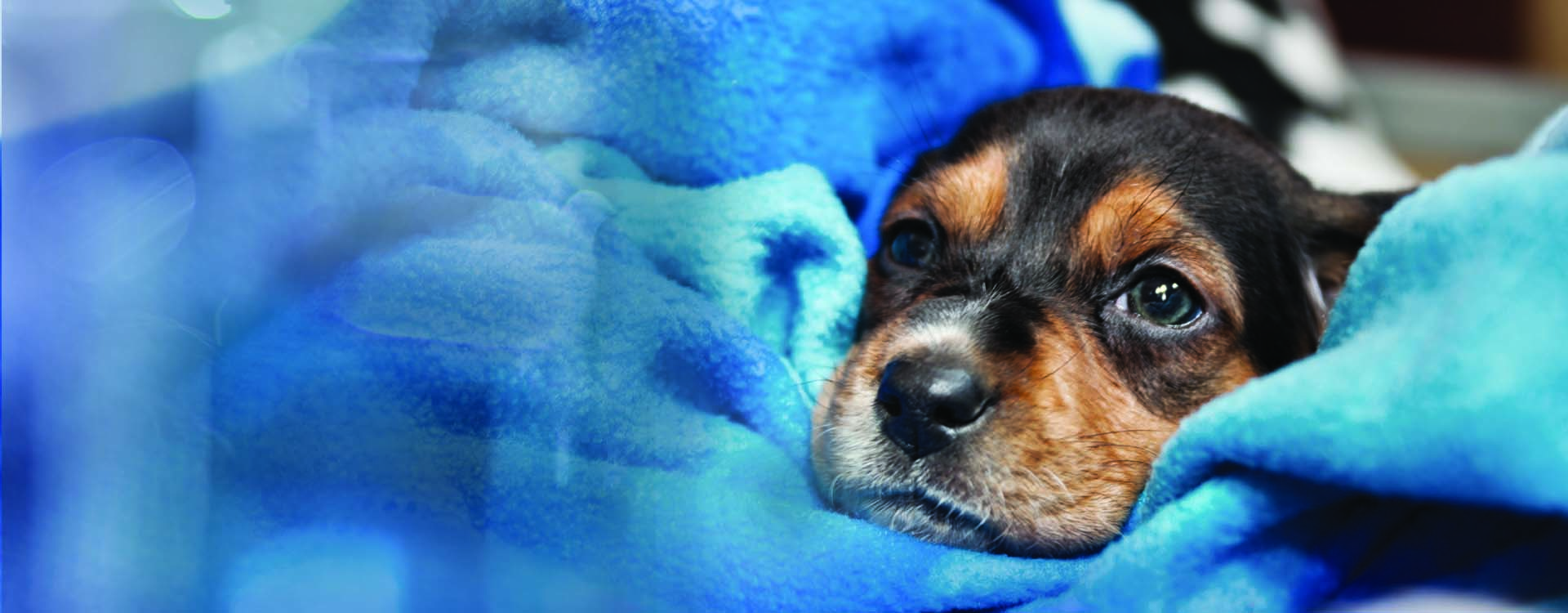 veterinary equipment